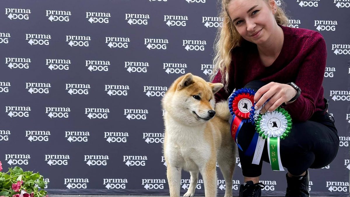 Akane-Hinata Shiba inu Kennel