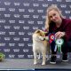 Akane-Hinata Shiba inu Kennel