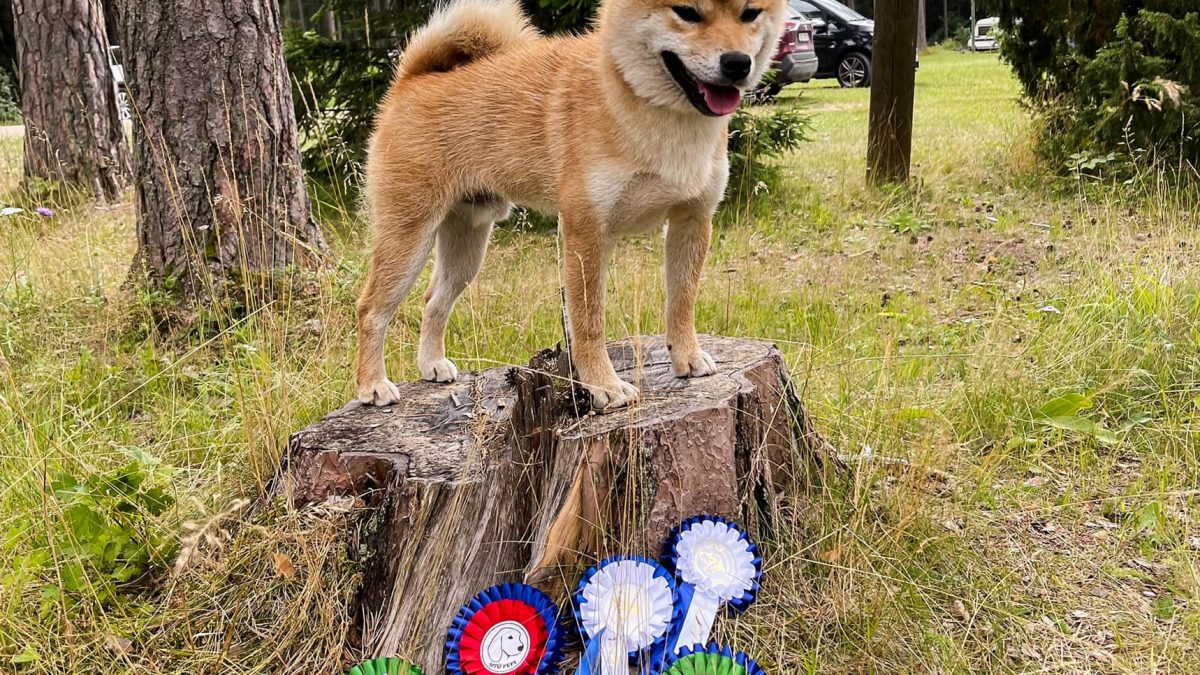 Akane-Hinata Shiba inu Kennel