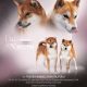 shiba inu akane-hinata kennel estonia