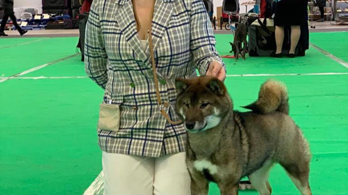 Shiba inu kennel Eesti, Tallinn