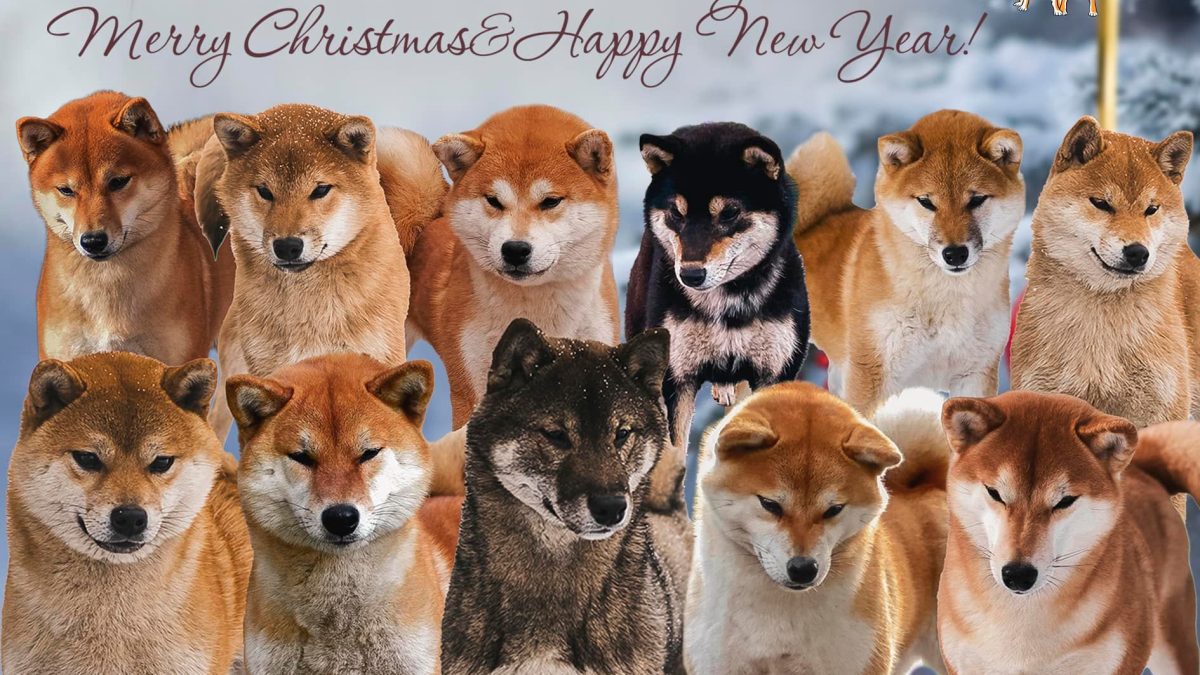 shiba kennel Tallinn, Eesti