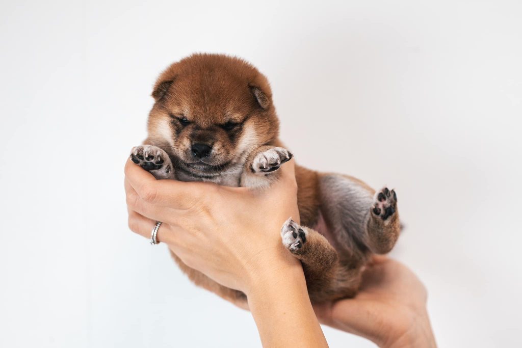 red shiba inu puppy akane-hinata kennel estonia