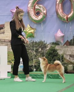 shiba inu akane-hinata kennel estonia