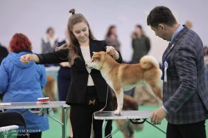 shiba inu akane-hinata kennel estonia