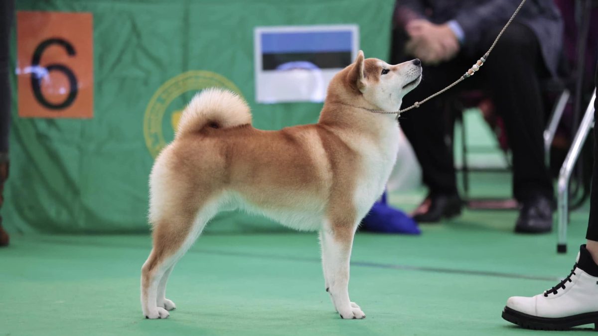 shiba inu akane-hinata kennel estonia