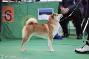 shiba inu akane-hinata kennel estonia
