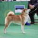 shiba inu akane-hinata kennel estonia