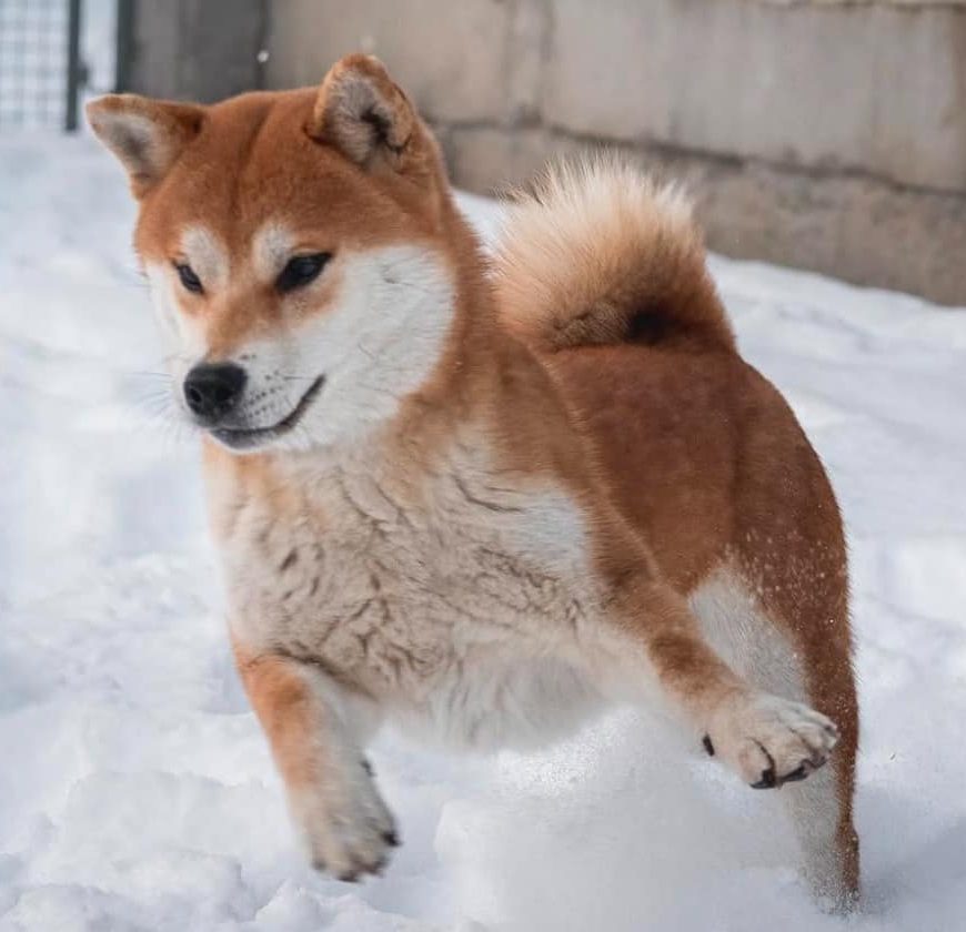 Purebred Shiba Inu dog portrait
