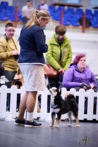 shiba inu akane-hinata kennel estonia