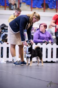 shiba inu akane-hinata kennel estonia