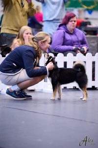 shiba inu akane-hinata kennel estonia
