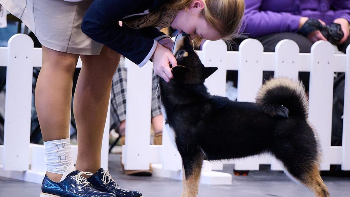 shiba inu akane-hinata kennel estonia