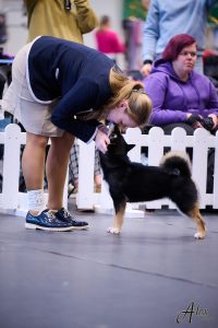 shiba inu akane-hinata kennel estonia