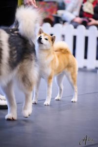 shiba inu akane-hinata kennel estonia