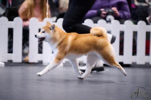 shiba inu akane-hinata kennel estonia