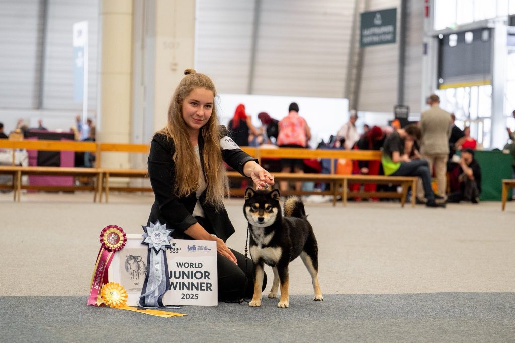 shiba inu akane-hinata kennel estonia