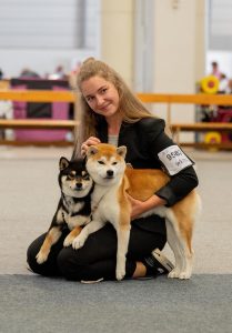 shiba inu akane-hinata kennel estonia