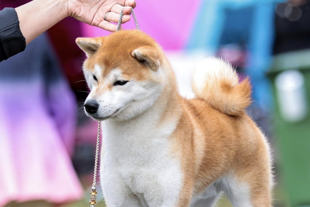 Beautiful Shiba Inu dog standing