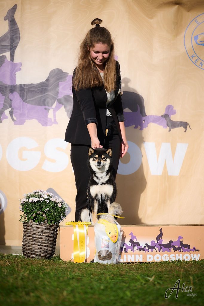 Shiba Inu dog show participant