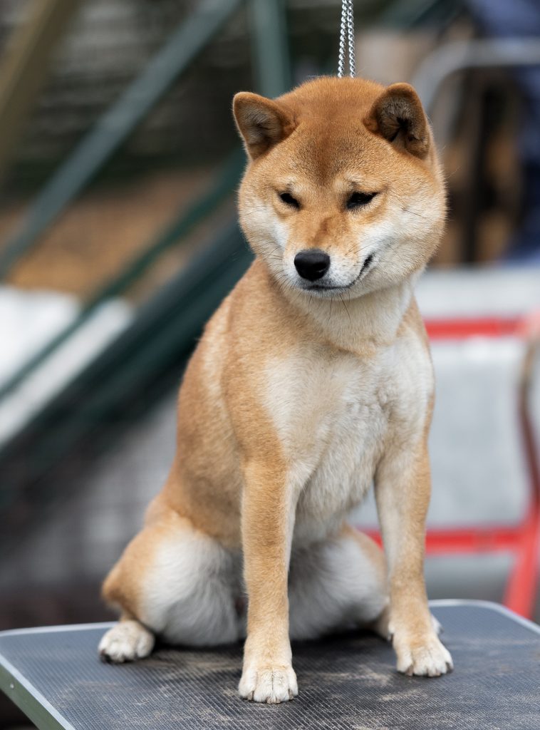 shiba inu eesti