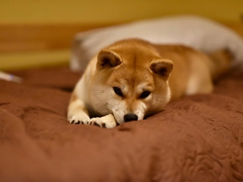 Red Shiba Inu dog from Akane-Hinata Kennel