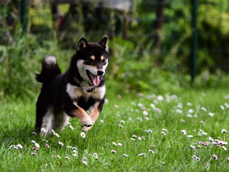 Black and tan Shiba Inu dog