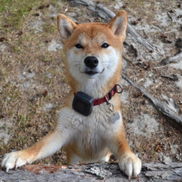 Shiba Inu female dog